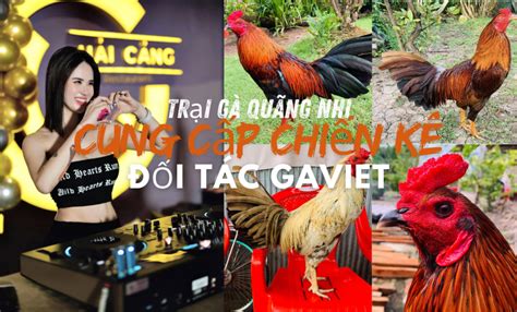 ĐÁ GÀ TRỰC TIẾP ️ THOMO & PHI HÔM NAY MỚI NHẤT.